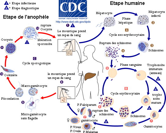 Malaria LifeCycle(French version).GIF